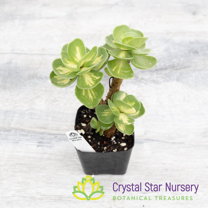 Portulaca molokiniensis Variegated