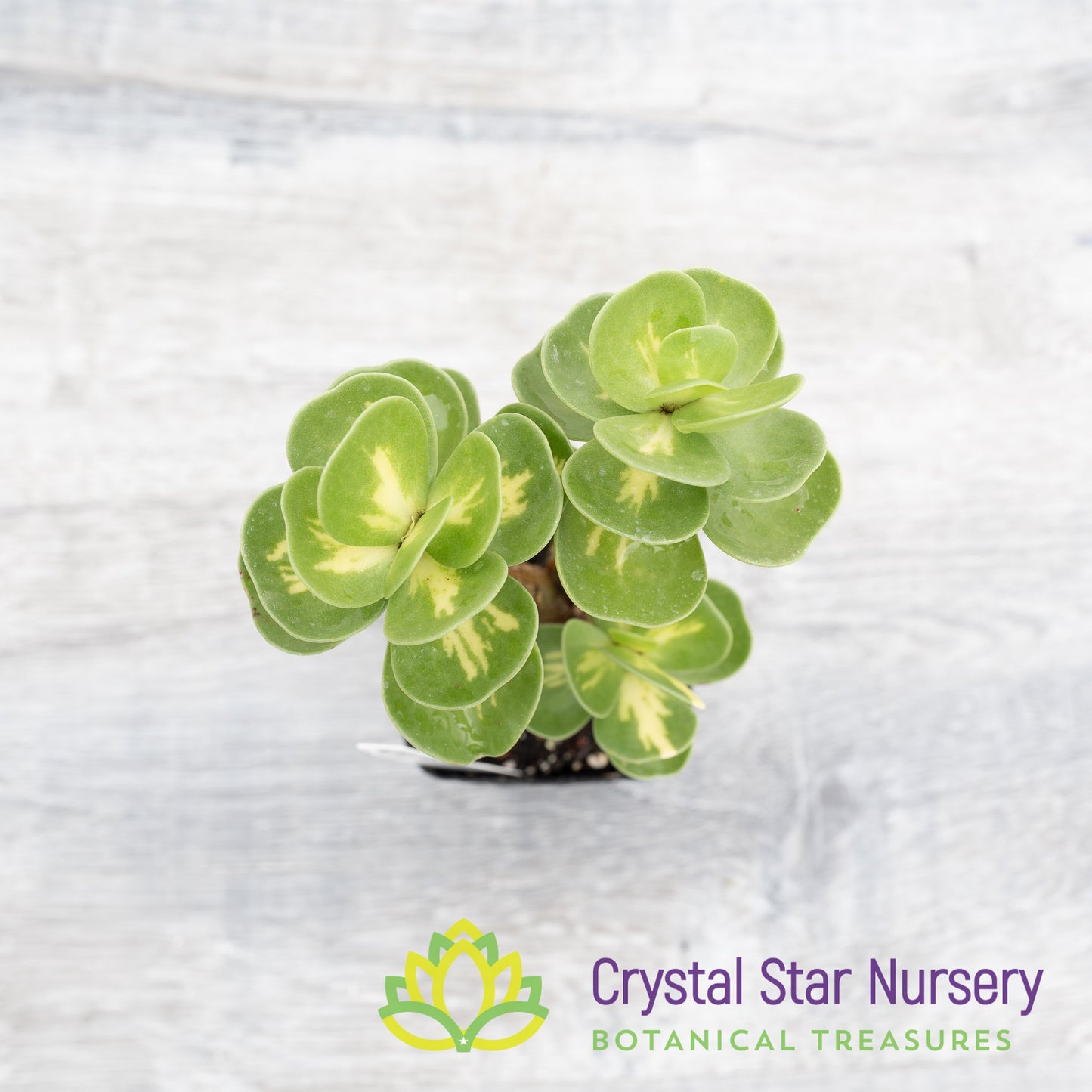 Portulaca molokiniensis Variegated