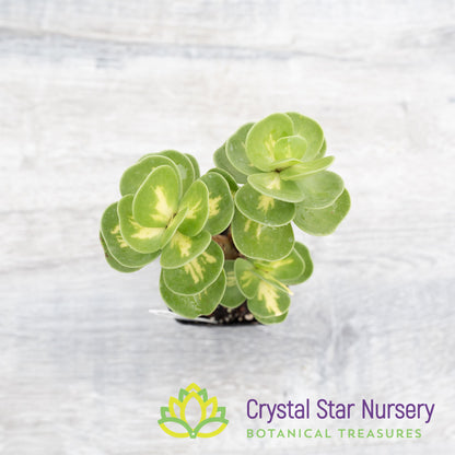 Portulaca molokiniensis Variegated