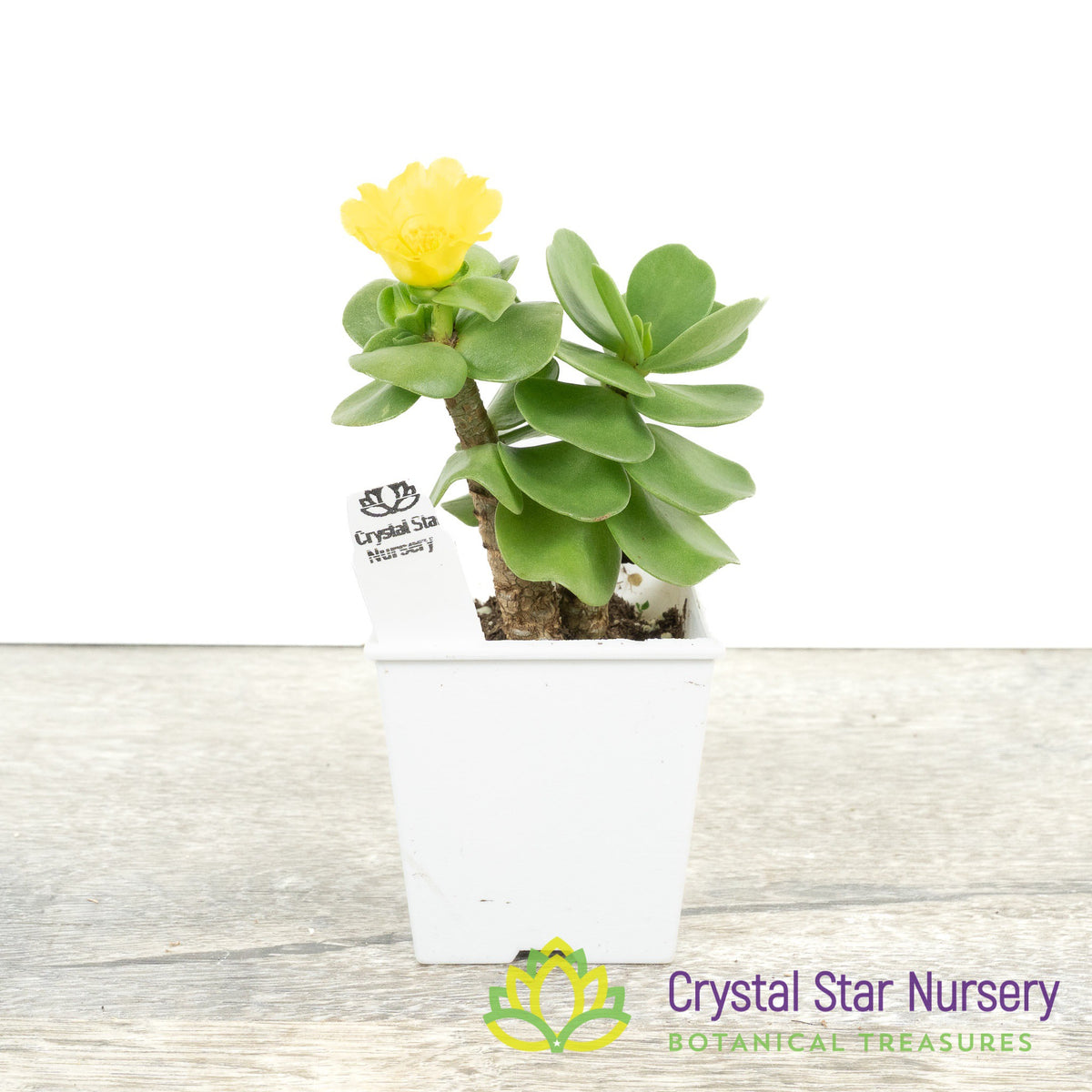 Portulaca Molokiniensis 'Ihi'