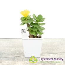 Portulaca Molokiniensis 'Ihi'
