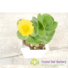 Portulaca Molokiniensis 'Ihi'