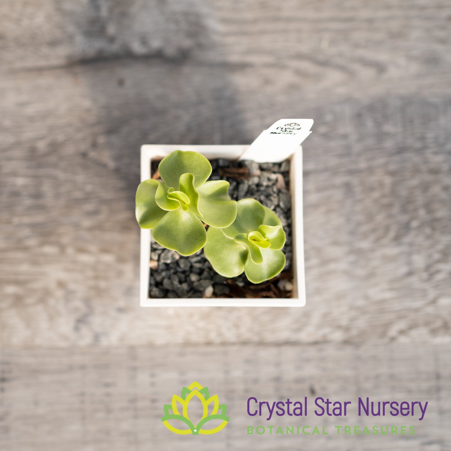 Portulaca Molokiniensis 'Ihi'