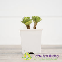 Portulaca Molokiniensis 'Ihi'