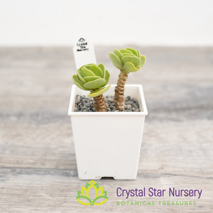Portulaca Molokiniensis 'Ihi'
