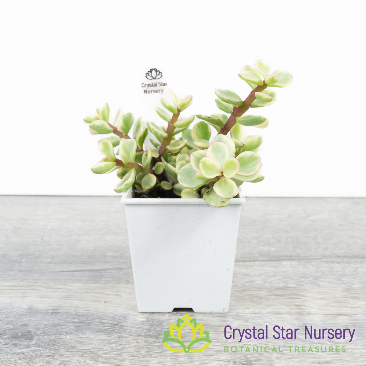 Portulacaria Afra 'Variegata'