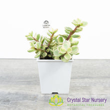 Portulacaria Afra 'Variegata'