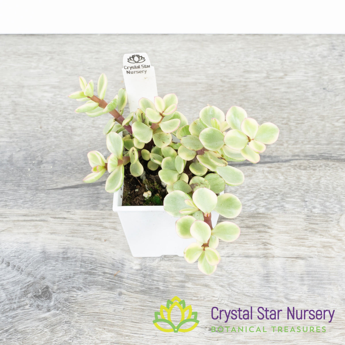 Portulacaria Afra 'Variegata'