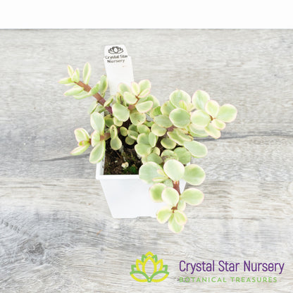 Portulacaria Afra 'Variegata'