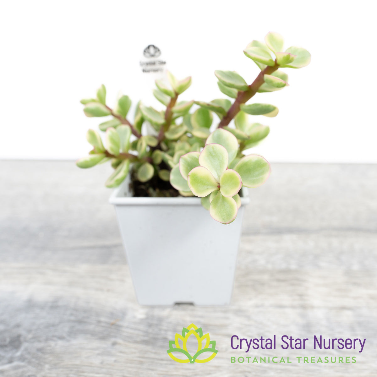 Portulacaria Afra 'Variegata'