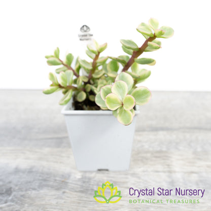 Portulacaria Afra 'Variegata'