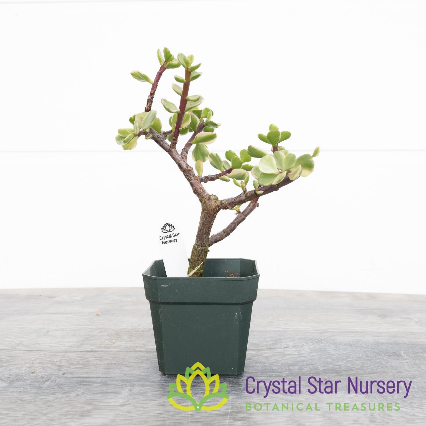 Portulacaria Afra 'Variegata' Pre Bonsai