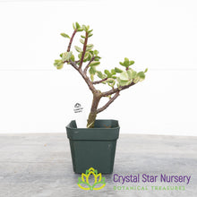 Portulacaria Afra 'Variegata' Pre Bonsai