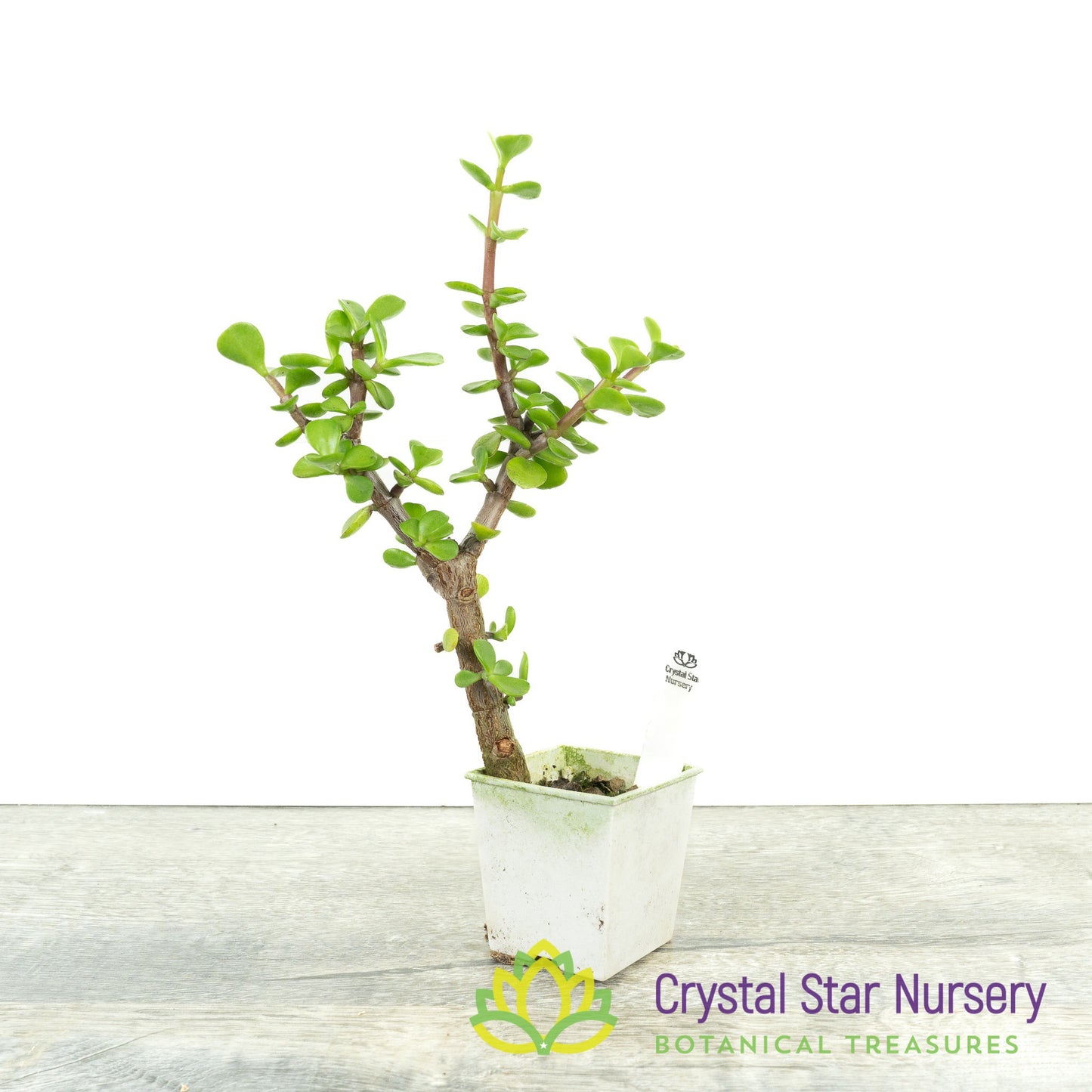 Portulacaria afra Pre Bonsai