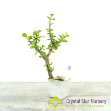 Portulacaria afra Pre Bonsai