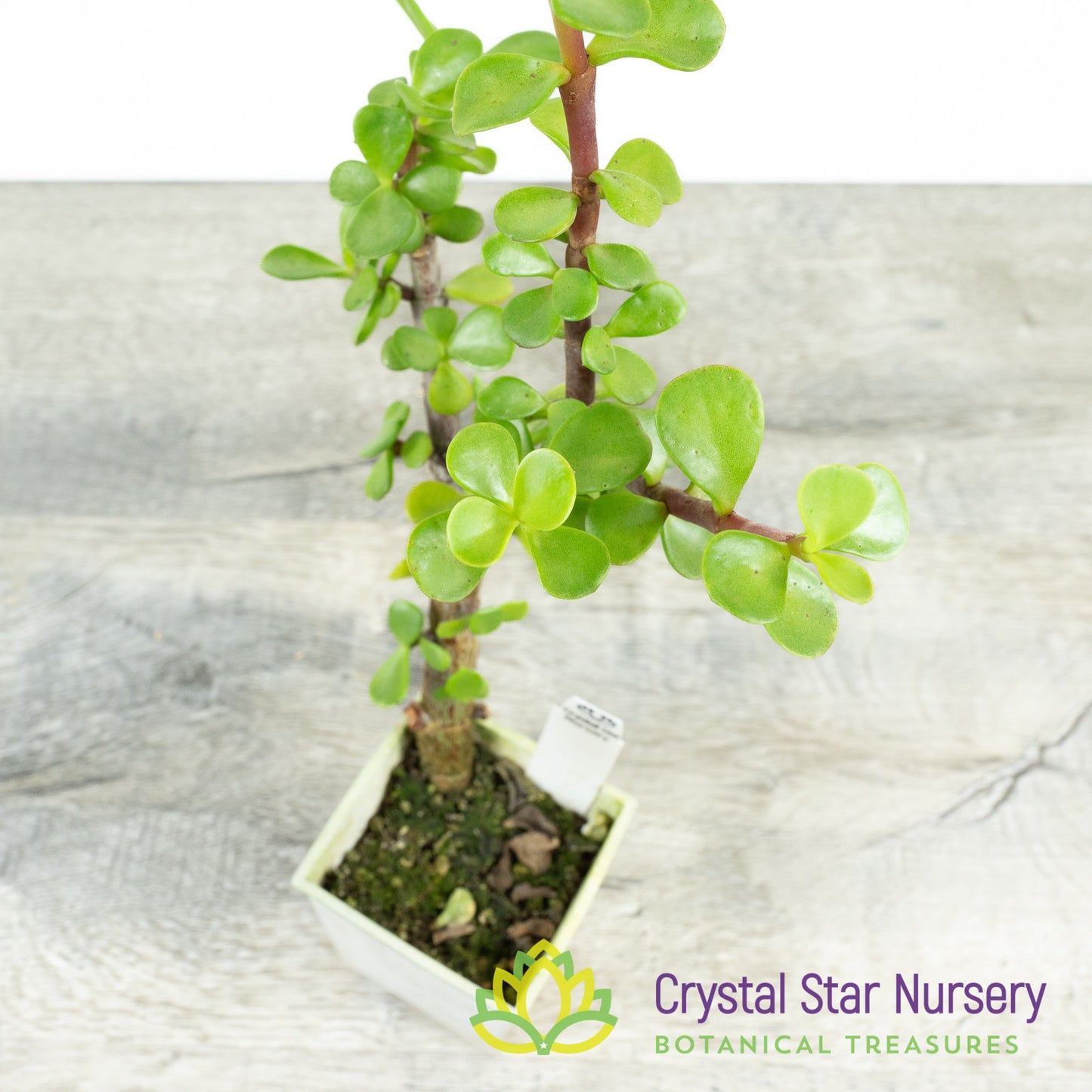 Portulacaria afra Pre Bonsai