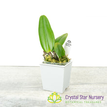Potinara Chief Sweet Orange 'CF2145' (CF215)