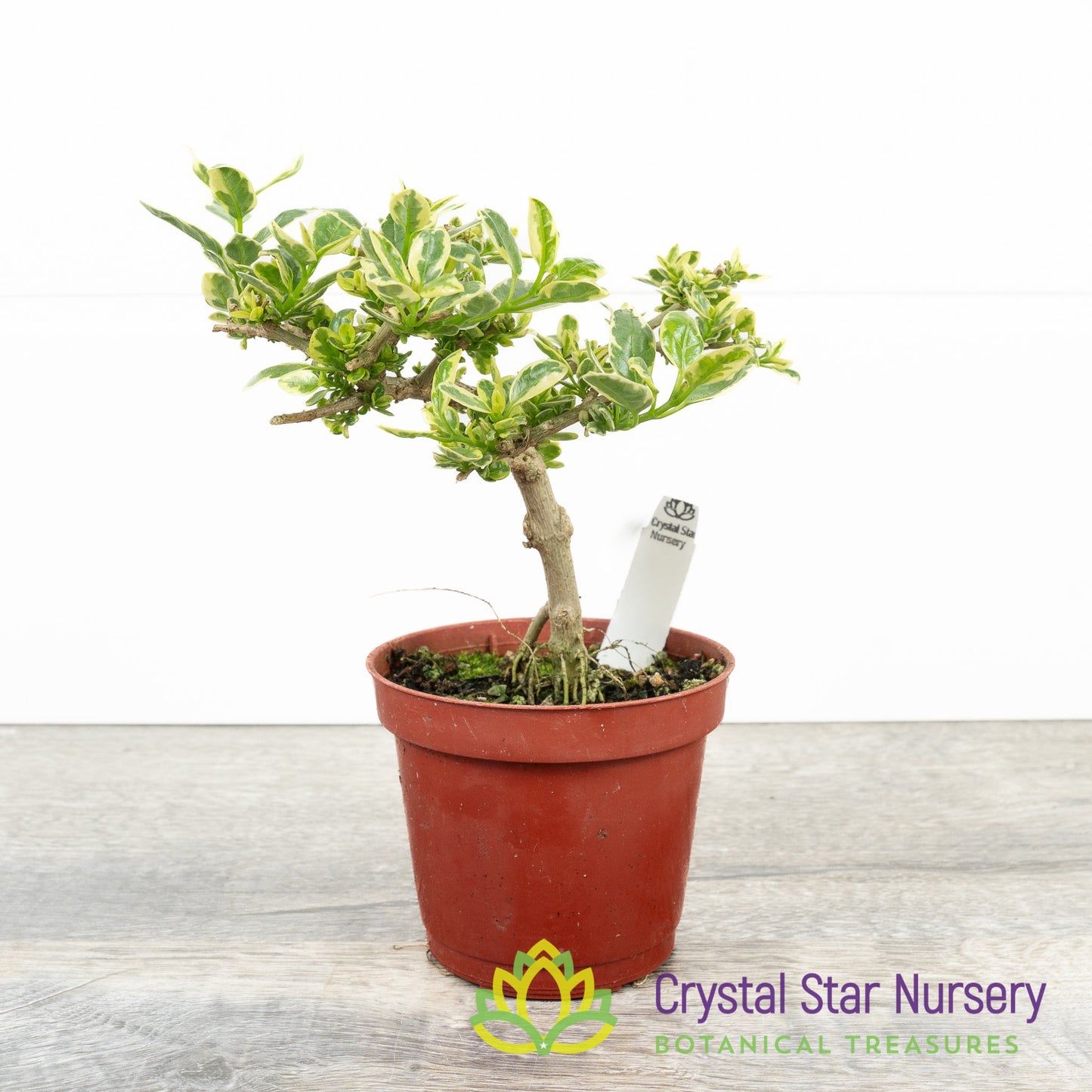 Premna microphylla Variegata Pre Bonsai
