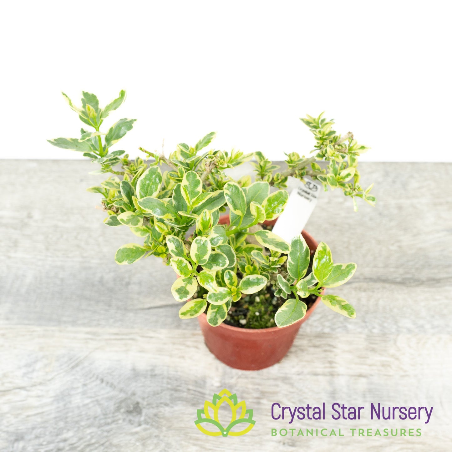 Premna microphylla Variegata Pre Bonsai
