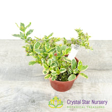 Premna microphylla Variegata Pre Bonsai