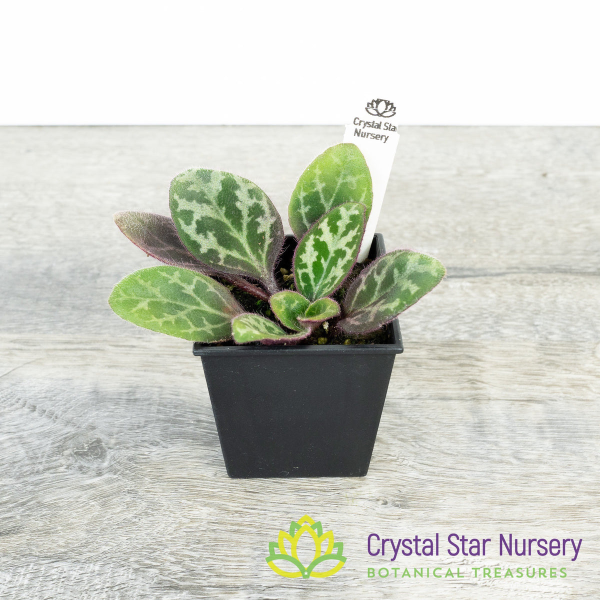 Primulina Hybrid (P003)