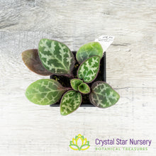 Primulina Hybrid (P003)
