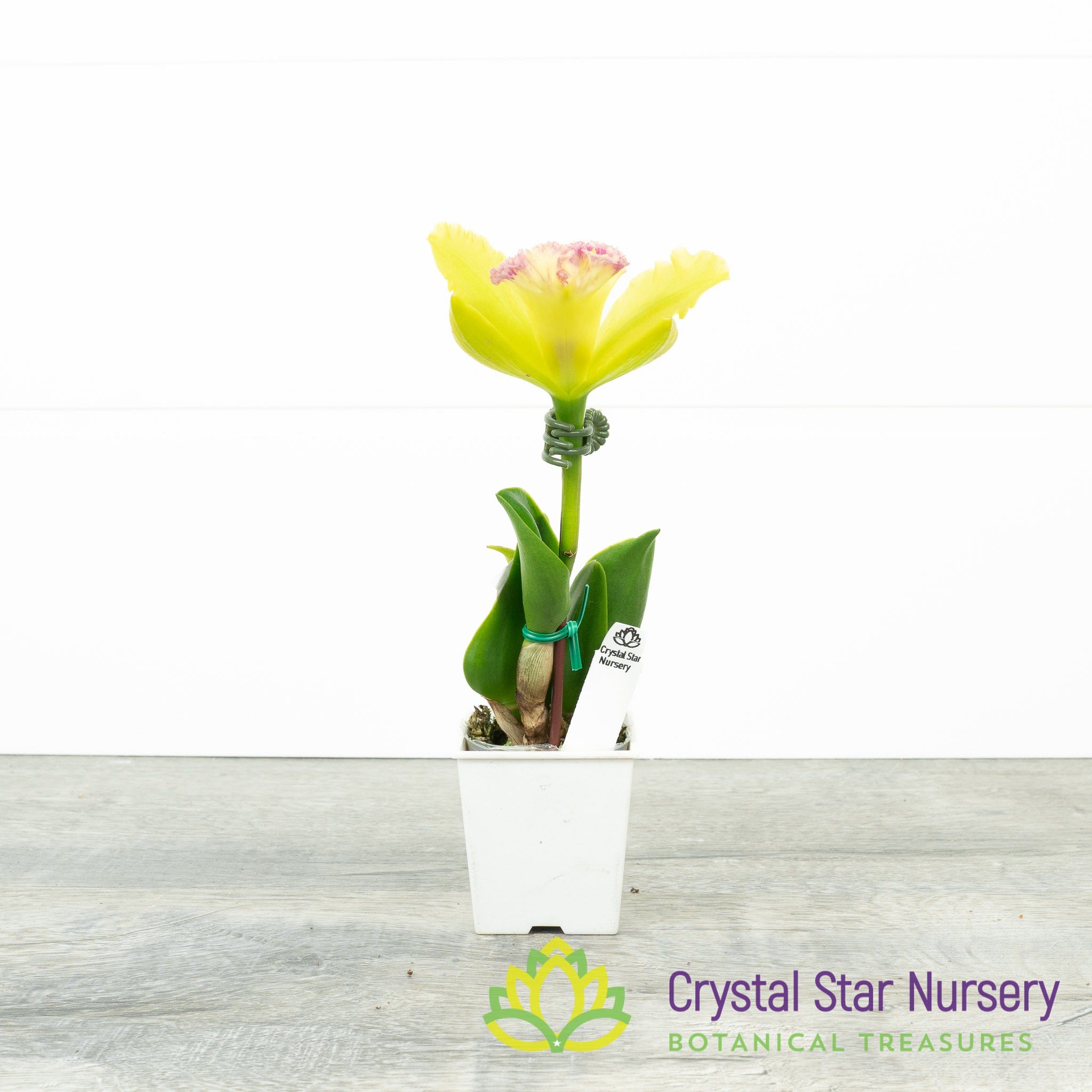 Procatavola Key Lime Stars x Blc Prada Green (6485) – Crystal Star