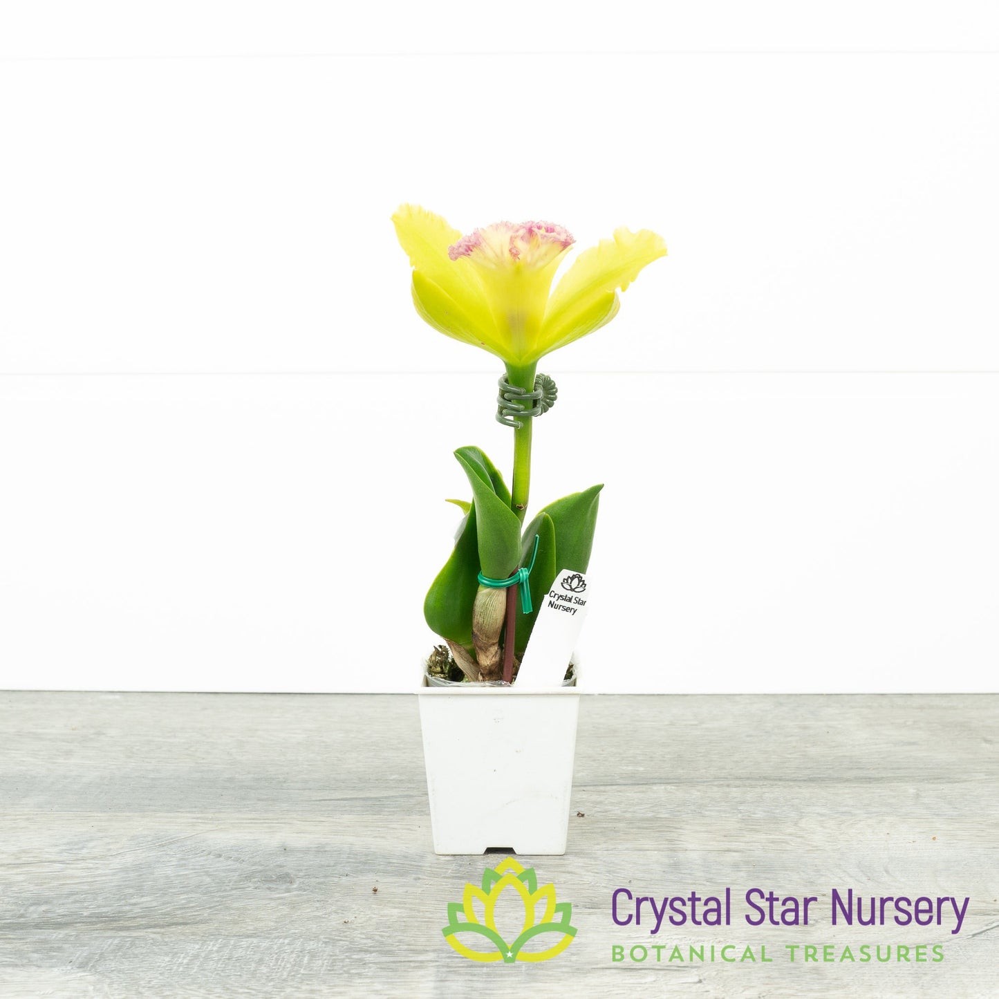 Procatavola Key Lime Stars x Blc Prada Green (6485)