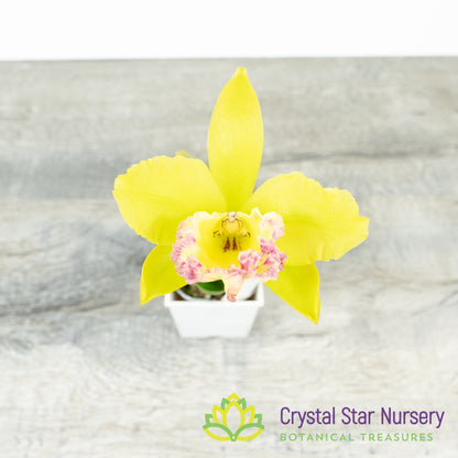Procatavola Key Lime Stars x Blc Prada Green (6485)