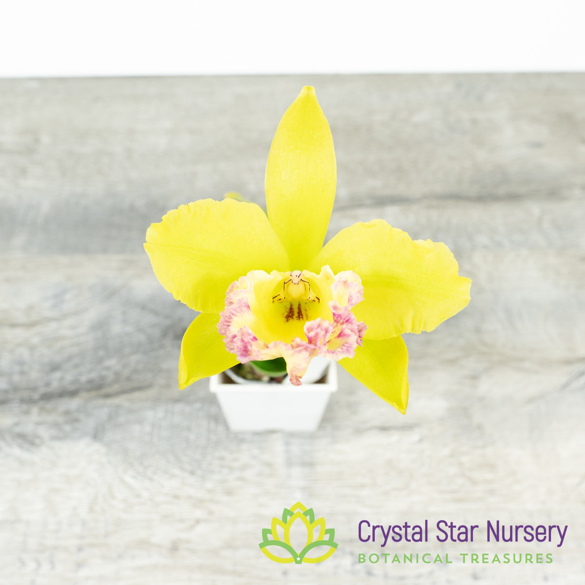 Procatavola Key Lime Stars x Blc Prada Green (6485)