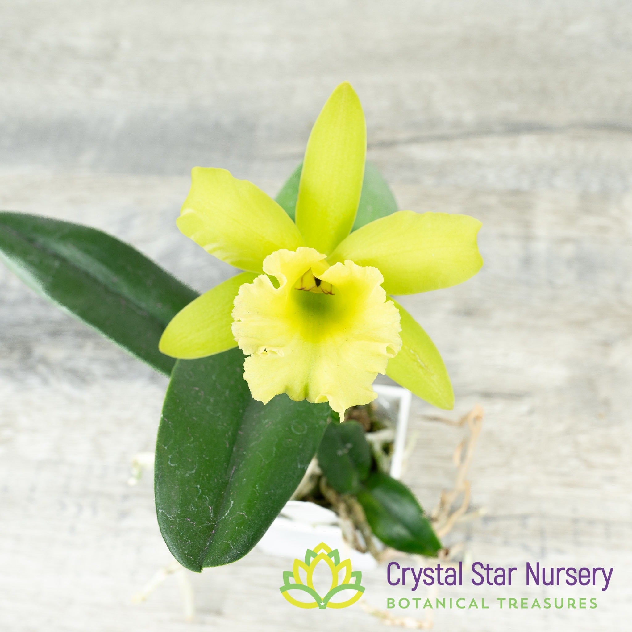 Procatavola Key Lime Stars x Blc Prada Green (6485) - Crystal Star
