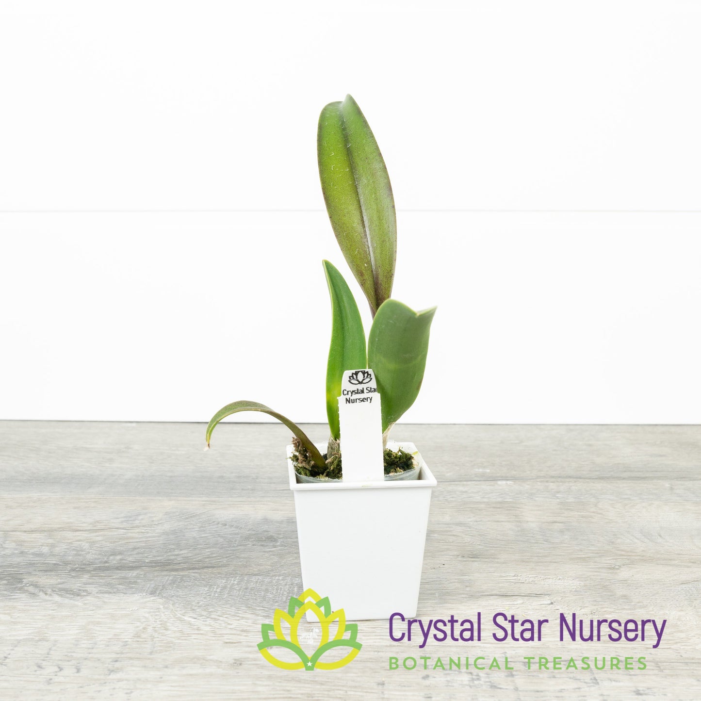 Procatavola Key Lime Stars x Blc Prada Green (6485)