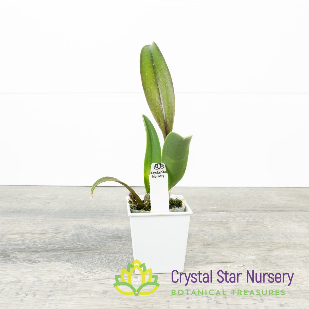 Procatavola Key Lime Stars x Blc Prada Green (6485)