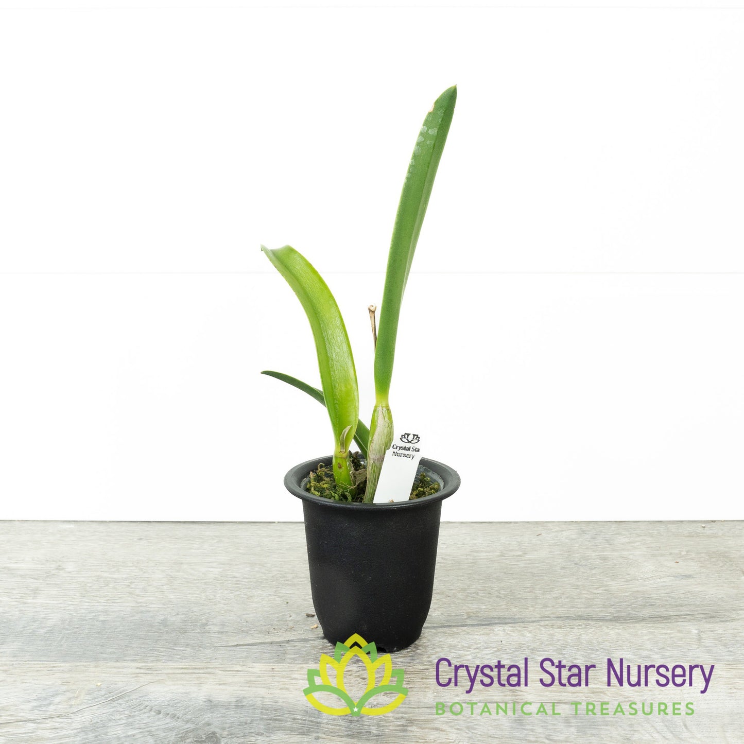 Procatavola Key Lime Stars x Rlc Yen Corona 'Green Genie' (A022)