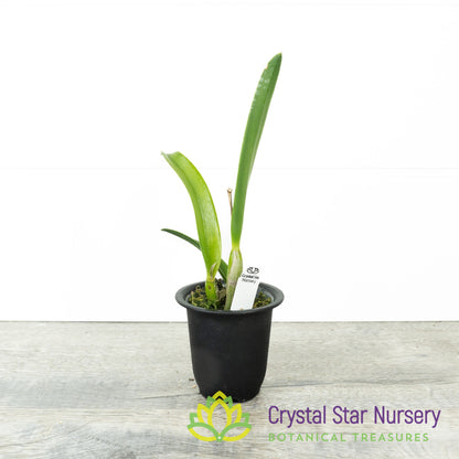 Procatavola Key Lime Stars x Rlc Yen Corona 'Green Genie' (A022)