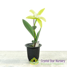 Procatavola Key Lime Stars x Rlc Yen Corona 'Green Genie' (A022)