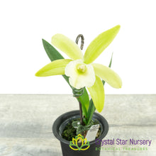Procatavola Key Lime Stars x Rlc Yen Corona 'Green Genie' (A022)