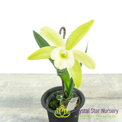 Procatavola Key Lime Stars x Rlc Yen Corona 'Green Genie' (A022)