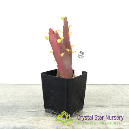 Pseudorhipsalis Ramulosa Red Coral