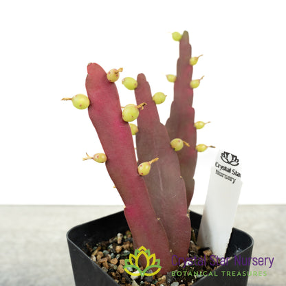 Pseudorhipsalis Ramulosa Red Coral