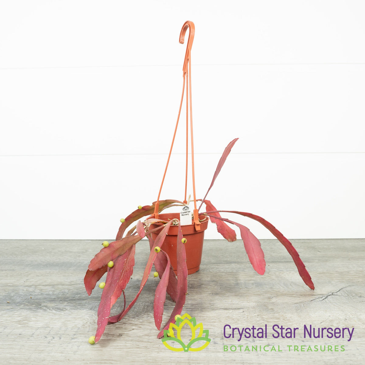 Pseudorhipsalis Ramulosa Red Coral