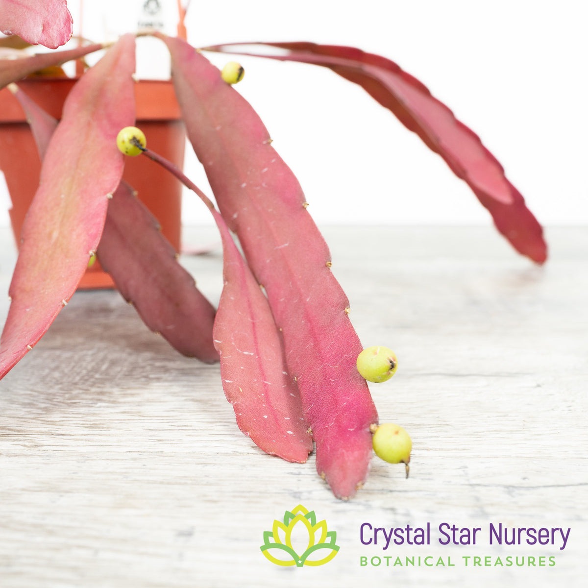 Pseudorhipsalis Ramulosa Red Coral
