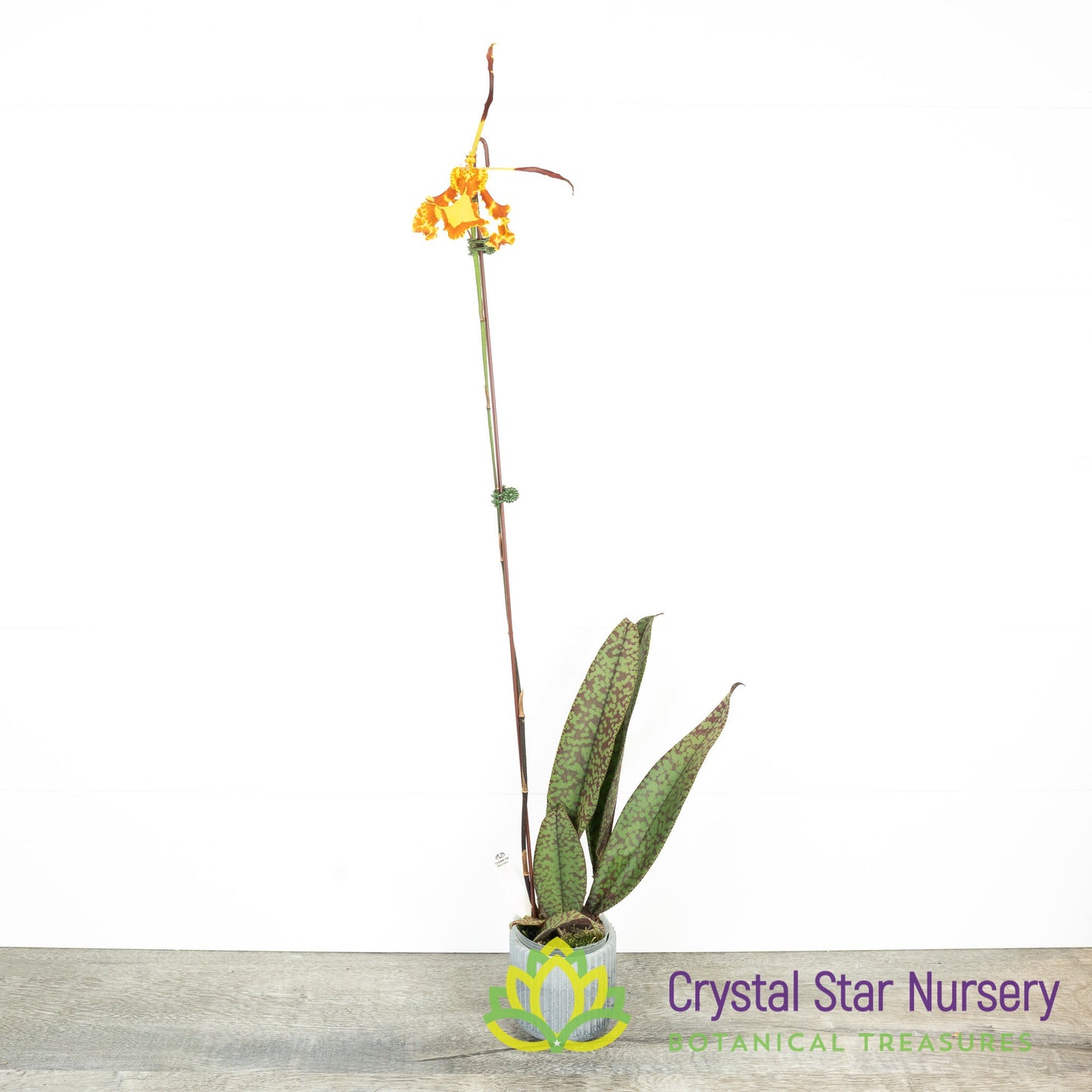 Psychopsis Mendenhall 'Hildos' FCC/AOS