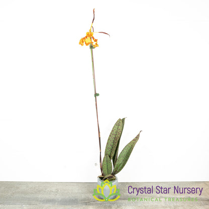 Psychopsis Mendenhall 'Hildos' FCC/AOS