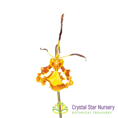 Psychopsis Mendenhall 'Hildos' FCC/AOS