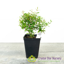 Punica granatum (Micro Dwarf) - Pomegranate