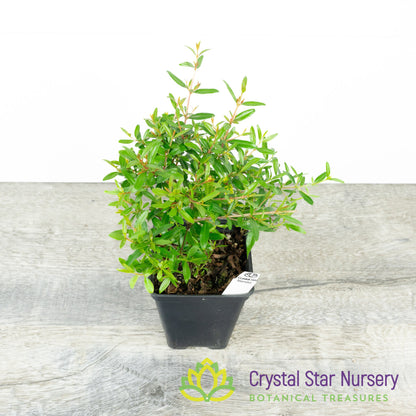 Punica granatum (Micro Dwarf) - Pomegranate