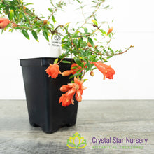 Punica granatum (Micro Dwarf) - Pomegranate