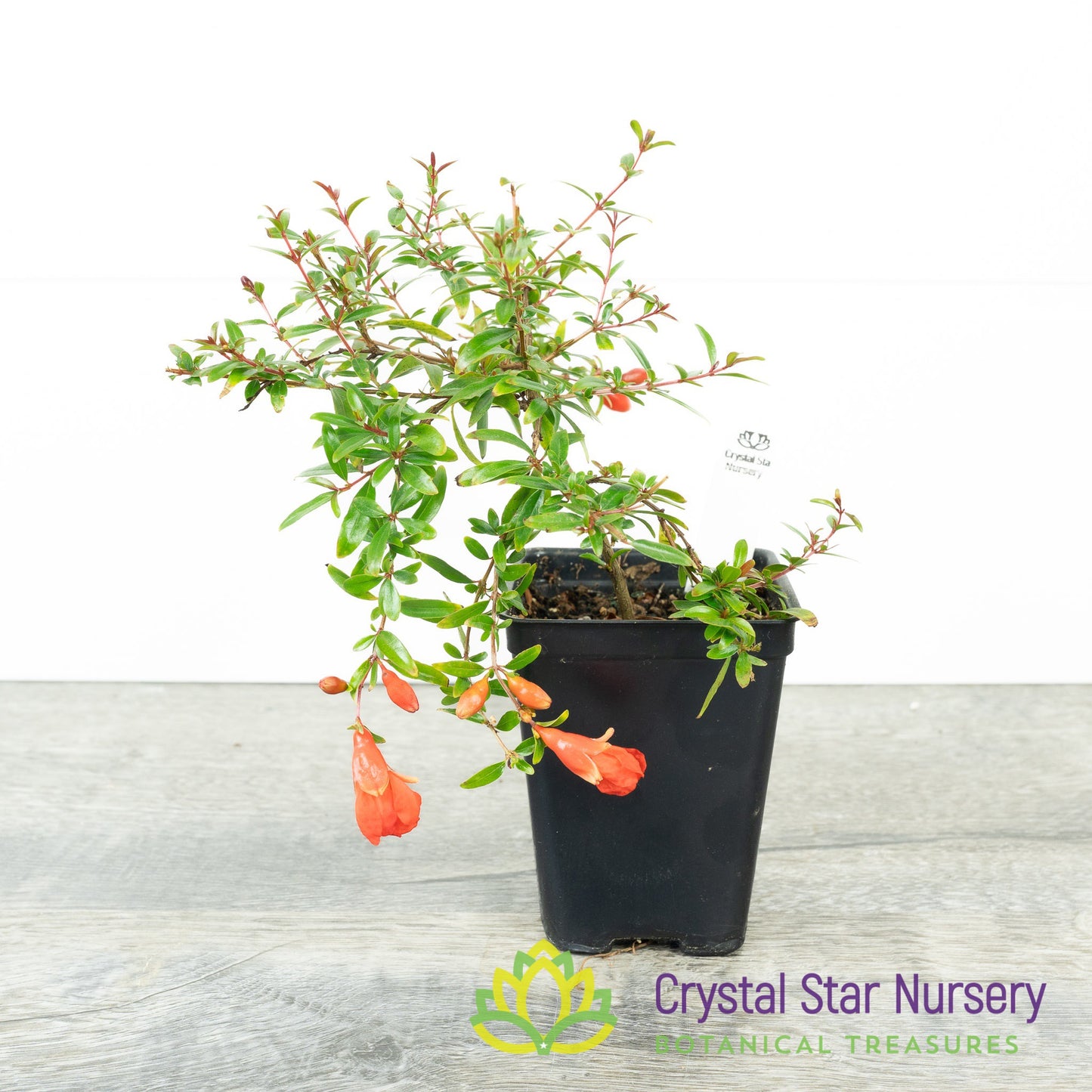 Punica granatum (Micro Dwarf) - Pomegranate