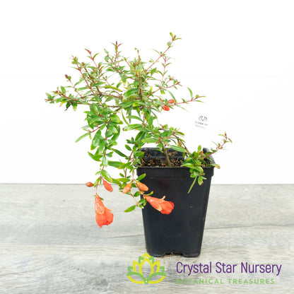 Punica granatum (Micro Dwarf) - Pomegranate